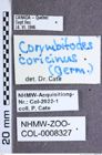 Etiketten zu Corymbitodes lobatus (Eschscholtz, 1822) (NHMW-ZOO-COL-0008327)